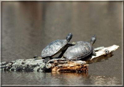 Turtles348.JPG