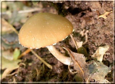 FringedTubaria_0082.jpg