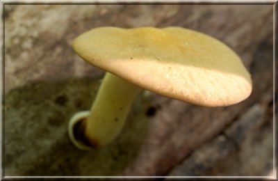 StalkedPolypore_0062.jpg