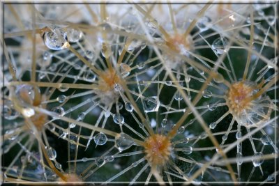 Water Drops