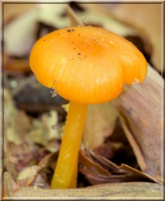 GoldenWaxycap017.JPG