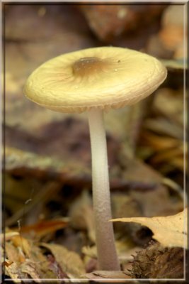 Mushroom049.JPG