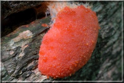 RedSlimeMold007.JPG