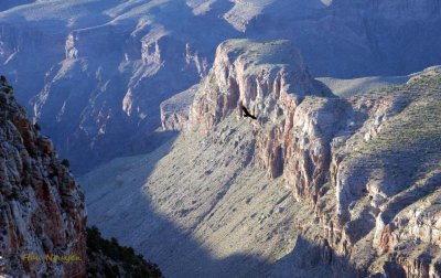 South Rim