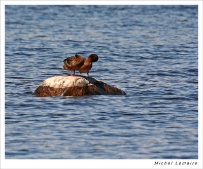 Ducks