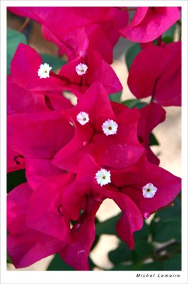 Bougainvillier-06w.jpg