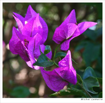 Bougainvillier-09w.jpg