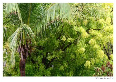 Tropical Plants