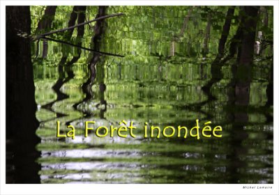 The Flooded Forest