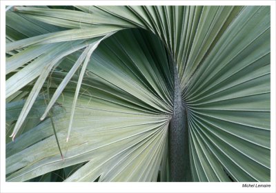 Palmes-22w.jpg