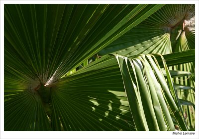 Palmes-26w.jpg