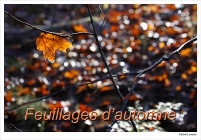 Fall Foliages