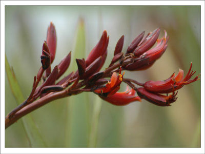 Native Flax Flower,Phormium.