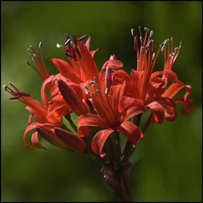 Red Nerine.