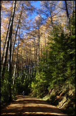 Walk in the Larches.