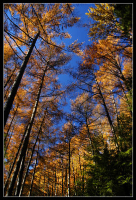 Larch Forest