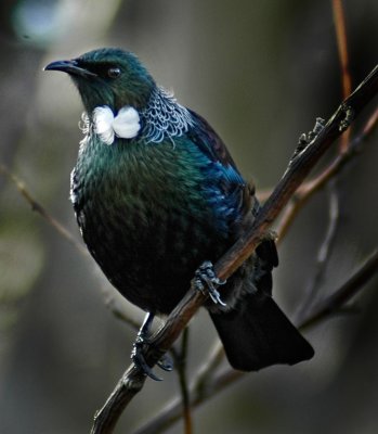 Tui