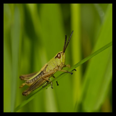 Grasshoppers 2009