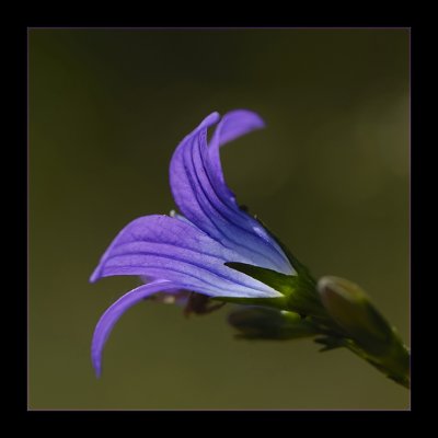 Violet tints in nautre
