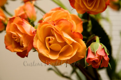 DSC_2840 Christmas Tangerine Roses.jpg