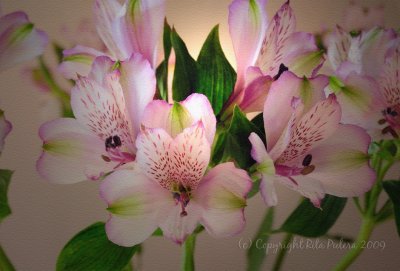 DSC_5401 White Lavender Alstroemeria Sandstone Canvas bb.jpg