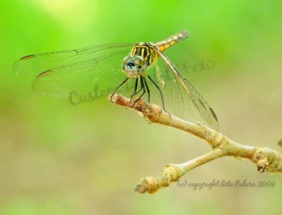 Summer Dragonfly Visitor.jpg