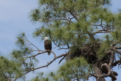 Phillippi Creek Eagle