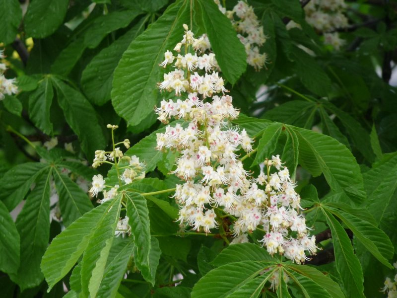 HORSE-CHESNUT FLOWERS