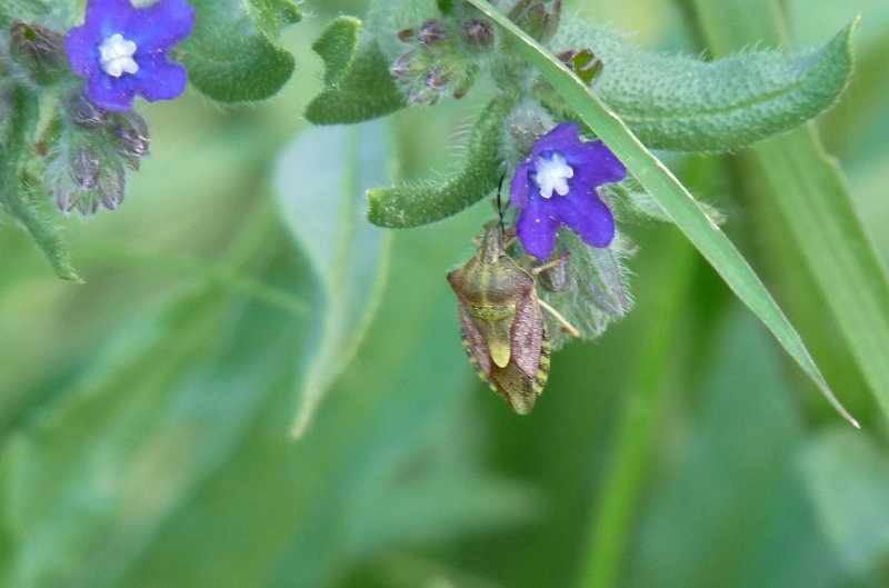 SHIELD BUG