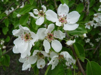 BLOSSOM OF WILD PEAR