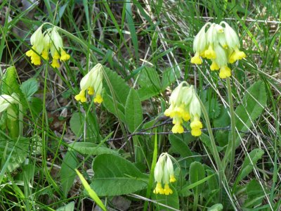 PRIMULA VERIS