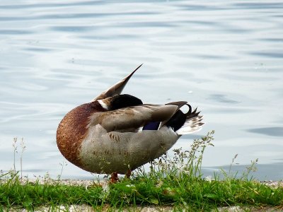 DUCKS