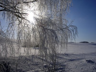 WINTER BEAUTY 1