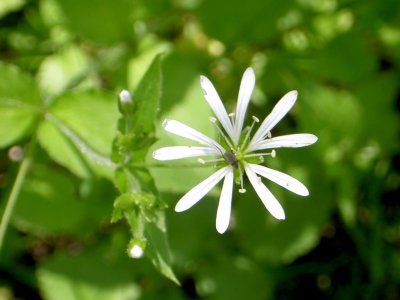 COMMON CHICKWEED