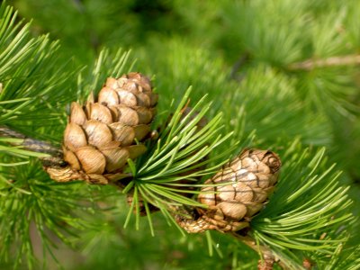 LARCH CONES