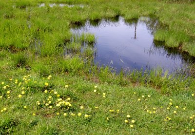 WETLAND