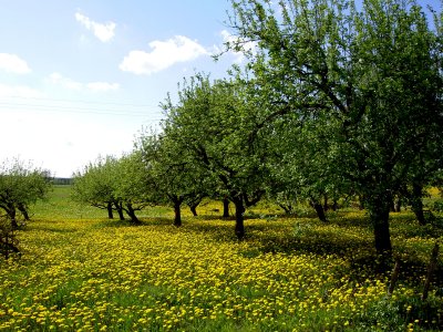 SPRING ORCHARD