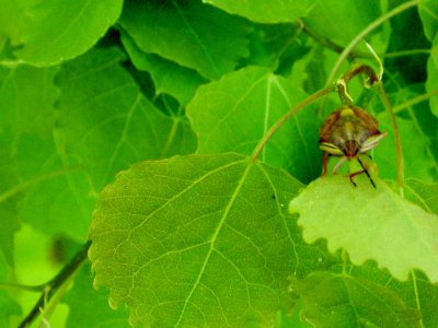 ON THE LEAF