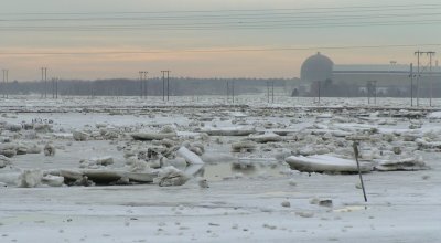 Ice on the Marsh