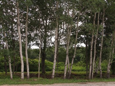 Birches on Parade in Boscawan