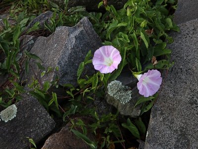 Morning Glory in the Wall