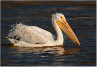 White Pelican