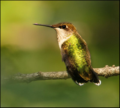 Female Rubythroat Hummingbird