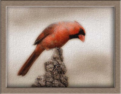 Cardinal on Canvas