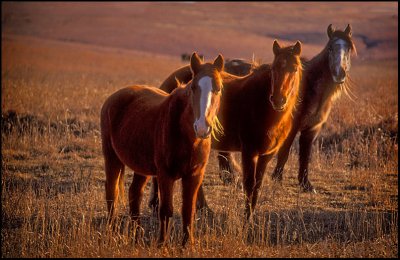 Horses