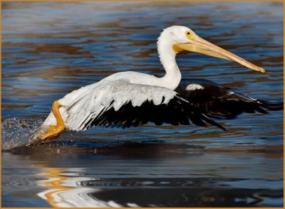 White Pelican