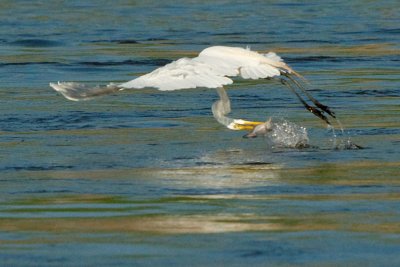 Egret with catch