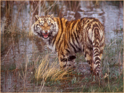 tiger (captive)