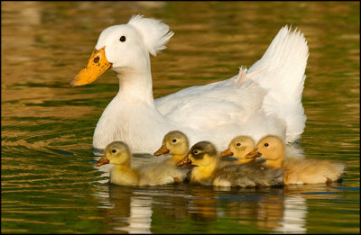 baby ducks.jpg