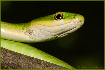 Rough Green Snake.jpg